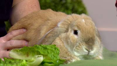 Spring Fling Eggstravaganza at Rescue Ranch fun for whole family
