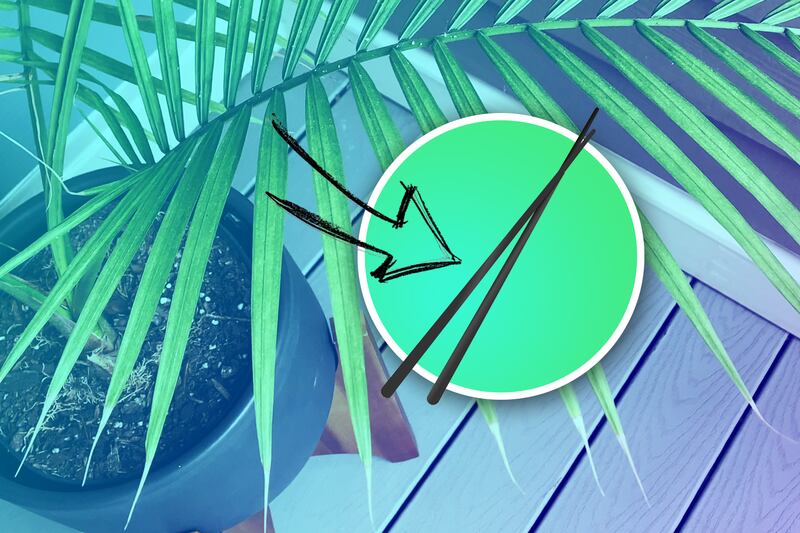 Sticking chopsticks in plants to see if they need water