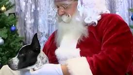 Getting your pets ready for pictures with Santa