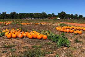 Here are some of the best pumpkin patches in the Charlotte area