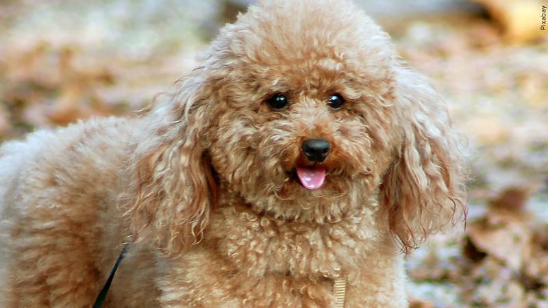 Getting the most out of your pet’s vet visits
