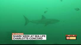 How well do you know sharks?
