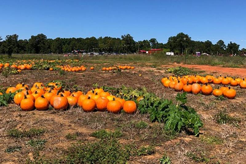 Here are some of the best pumpkin patches in the Charlotte area