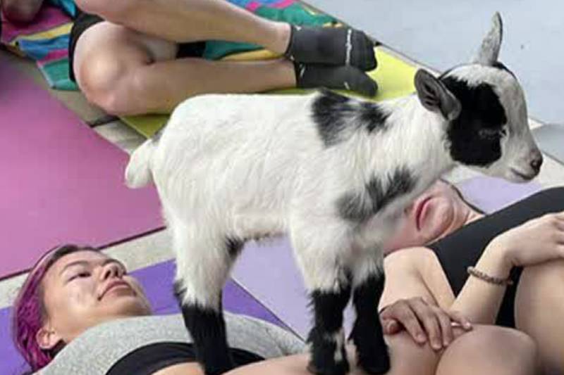 Lazy Day Farm hosting Goat Yoga for a cause