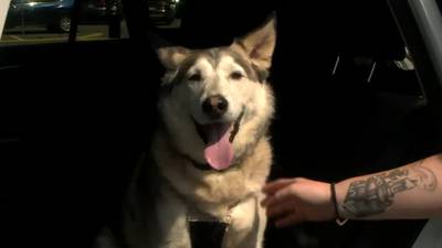 Use these tips to travel safely with your four-legged friends