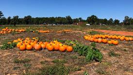 Here are some of the best pumpkin patches in the Charlotte area
